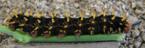 Larvae
